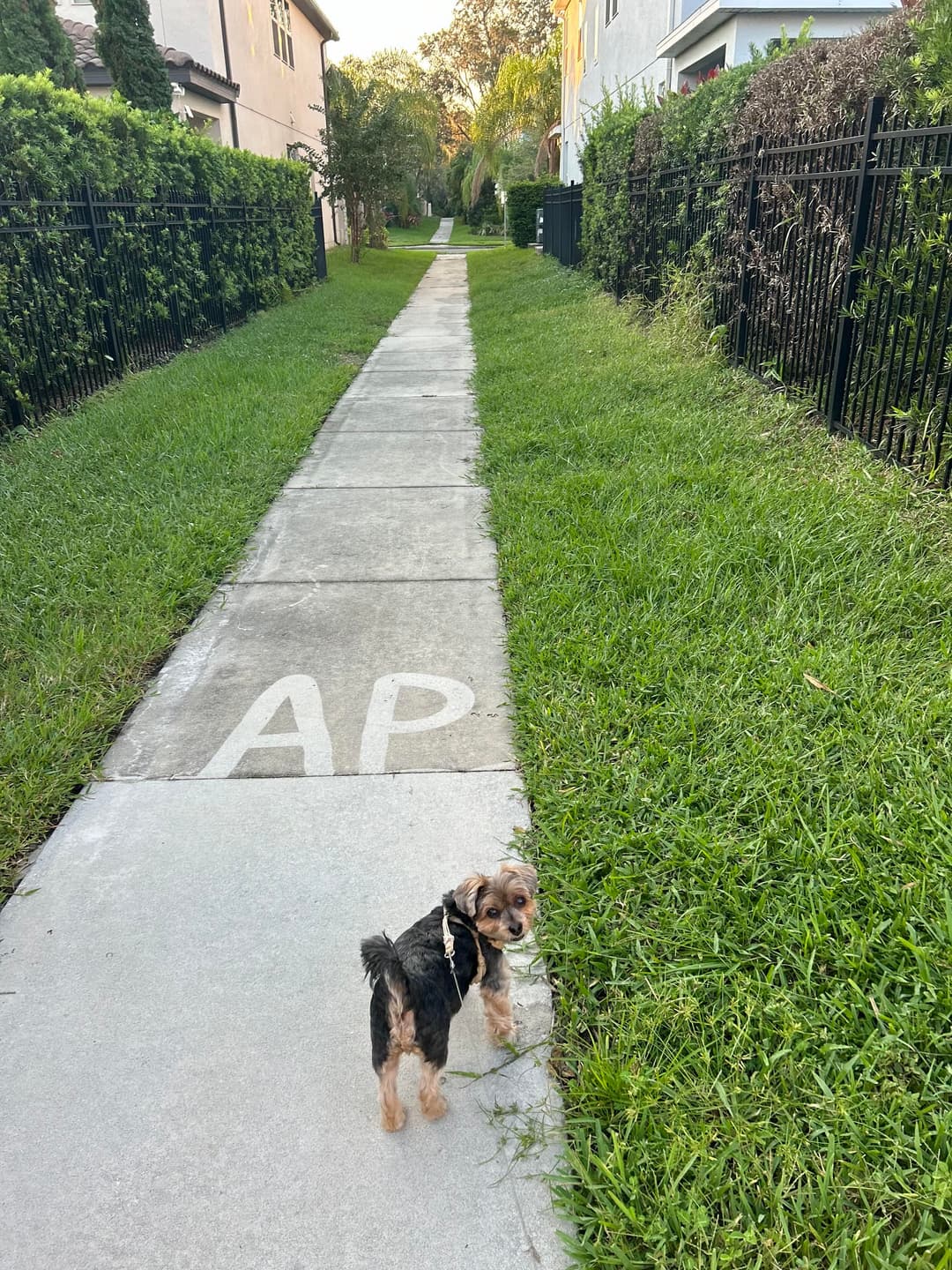 Small dog standing on a sidewalk surrounded by grass and fences in a suburban neighborhood.